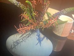 -新鲜特色餐厅(香格里拉大酒店)