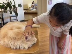 -有猫主题·治愈系猫咖(曾厝垵店)