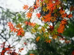 -兴福老面馆(寺路街店)