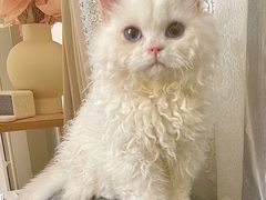 -十年猫舍·猫咪专门店(普陀店)