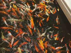 -龙悦湾酒家·八阵鱼生·渔人码头店