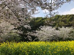 -苏州上方山国家森林公园