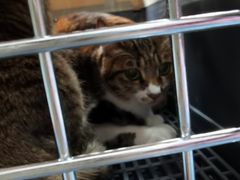 -创凡宠物医院·骨专科  猫科中心(西乡分院)