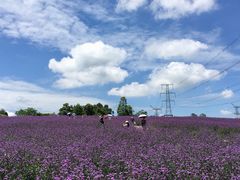 -紫颐香薰山谷景区