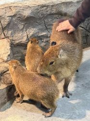 -Zoolung Zoolung动物主题公园(海信广场店)