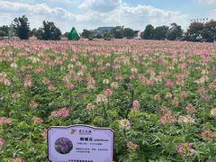 -荷兰花海
