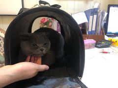 -宠爱国际动物医院· 猫科· 外科·中兽医(长白店)