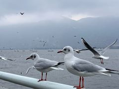 -海埂大坝