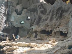 -帝企鹅自助餐厅•儿童岛•真企鹅(长隆企鹅酒店)