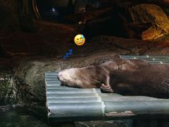 -暹罗海洋世界
