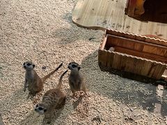 -绿色星球动物主题公园