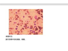 -爱妮康宠物医院·干细胞免疫细胞·肿瘤·心脏(张江店)