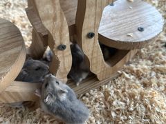 -怪兽屋·羊驼·猫咖·狗咖(俊华广场店)