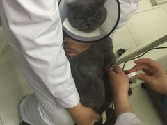 -中农大我爱我爱24h动物医院·中医针灸·猫专科·骨科医疗中心(双井店)