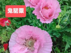 -上海滨江森林公园