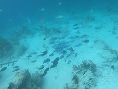 -邦邦岛