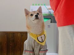 -逗柴咖啡屋·狗咖猫咖宠物桌游