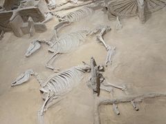 -洛阳周王城天子驾六博物馆