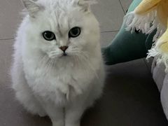 -艾贝尔宠物医院·狂犬免疫点(江山金象城店)