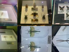 -上海昆虫博物馆