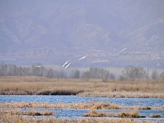-野鸭湖国家湿地公园