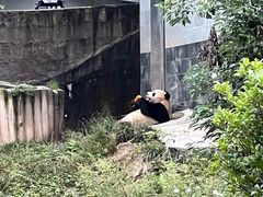 -中国大熊猫保护研究中心雅安碧峰峡基地