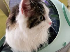 -宠爱国际动物医院· 猫科· 外科·中兽医(长白店)