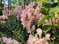 -上海共青森林公园