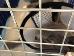 -关爱宠物医院·猫科中心·消化科(滨湖万达分院)