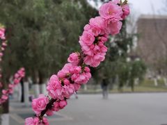 -西海子公园