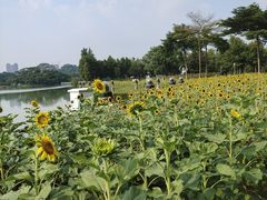 -顺峰山公园