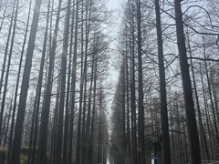 -水杉园