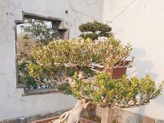 -扬州大运河文化旅游度假区·盆景园