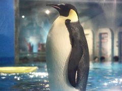 -海合安武汉极地海洋公园