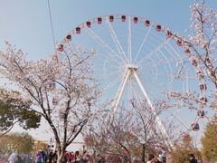 -顾村公园