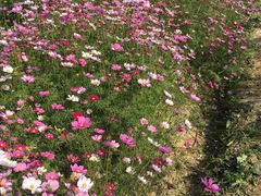 -田园东方蜜桃村的田野营地