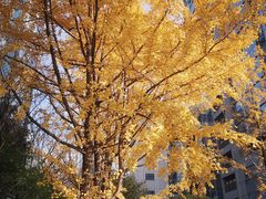 -两江幸福广场
