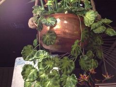 -云海肴·汽锅鸡·云南菜(天津国金汇店)