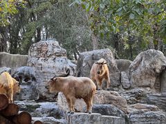 -北京野生动物园
