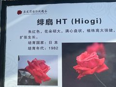 -亚龙湾国际玫瑰谷