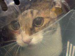 -心仪动物医院·牙专科·肿瘤·心脏科(西客站院)