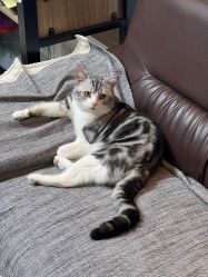 -长沙纹身·龙堂刺青·三土师傅的店