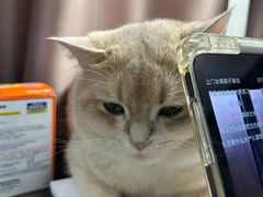 -瑞派·关忠动物医院·猫专科·犬专科(三环新城店)