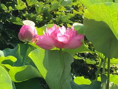 -陈家山荷花公园