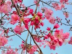 -天适樱花悠乐园