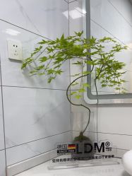 -白月光皮肤管理·德国LDM