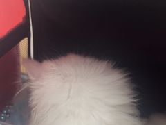 -瑞派康怡24h宠物医院·犬猫医疗中心·微创绝育(瑞景分院)