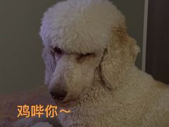 -爱侣宠医·鹦鹉专科·小型哺乳类·异宠专科(灵石路店)