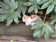 -普陀山风景名胜区-千步大沙