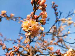 -花开海上生态园